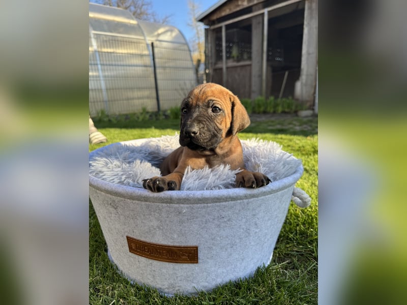 Rhodesian Ridgeback Welpen