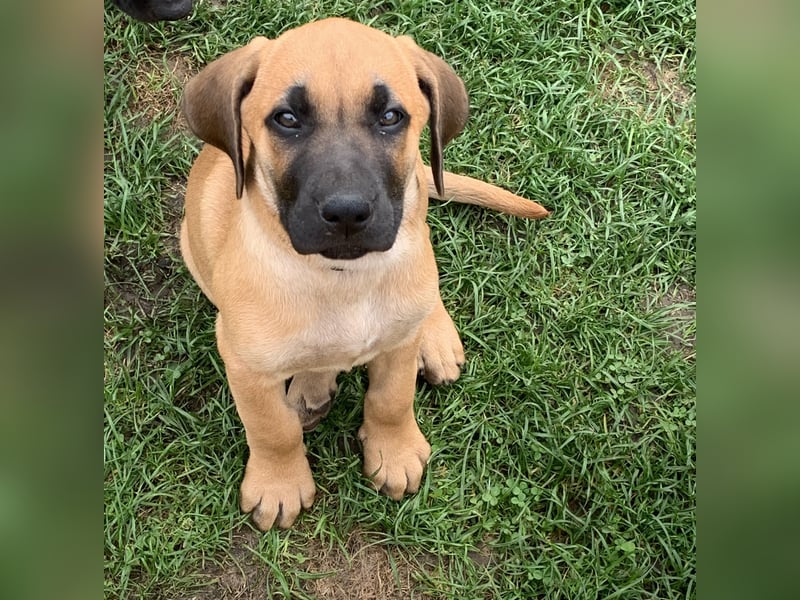 Ridgeback Labrador Welpen