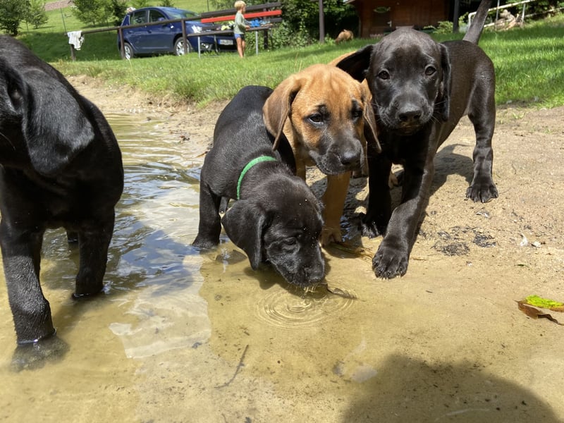Ridgeback Labrador Welpen
