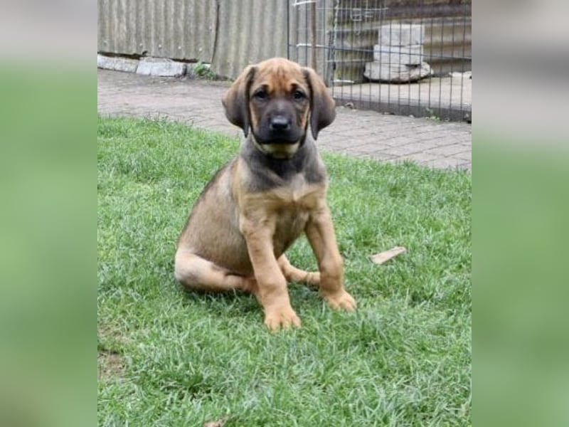 Ridgeback Labrador Welpen