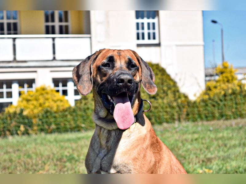 Ridgeback Labrador Welpen