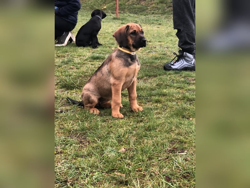 Ridgeback Labrador Welpen