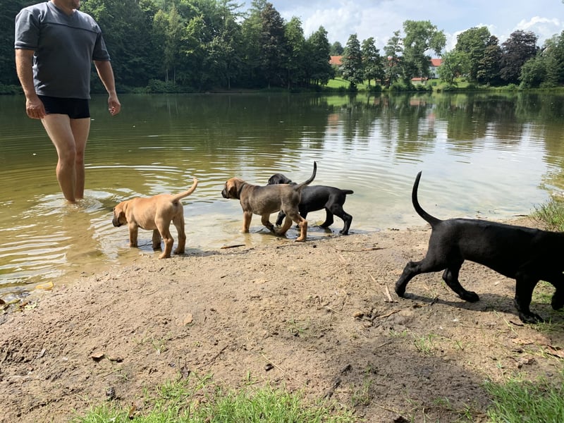 Ridgeback Labrador Welpen