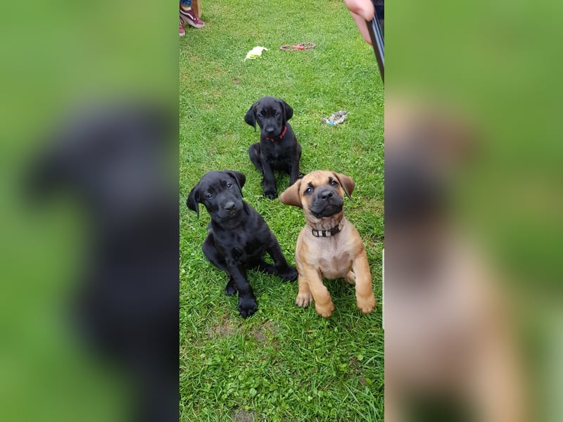 Ridgeback Labrador Welpen