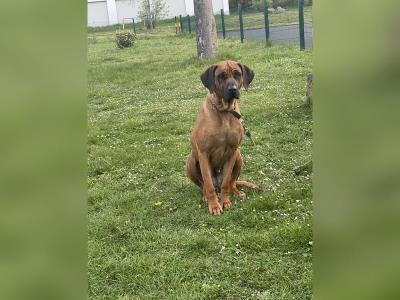 Ridgeback Labrador Welpen