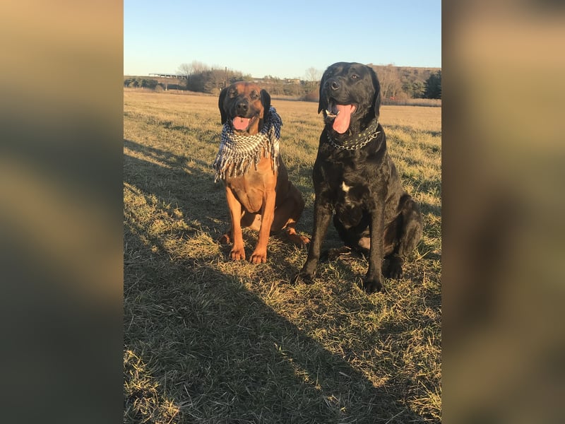 Ridgeback Labrador Welpen