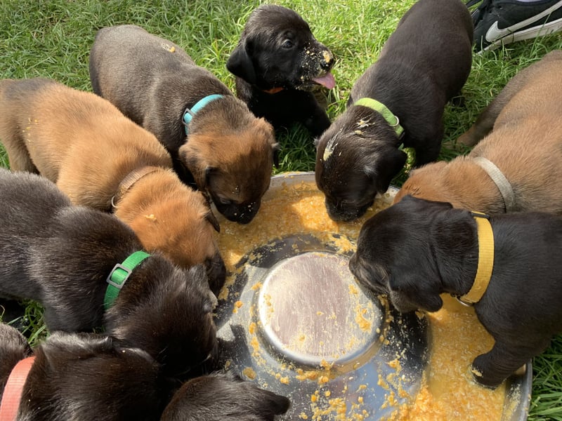 Ridgeback Labrador Welpen