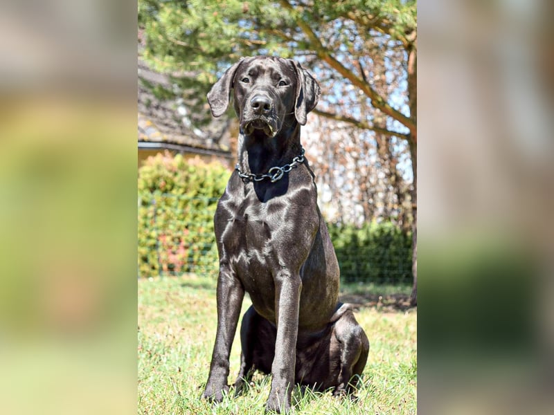 Ridgeback Labrador Welpen