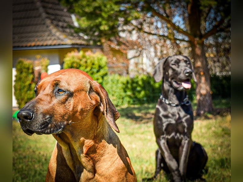 Ridgeback Labrador Welpen