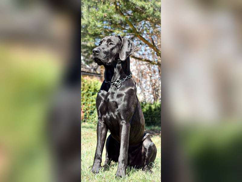 Ridgeback Labrador Welpen