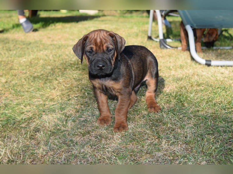 Ridgeback Labrador Welpen