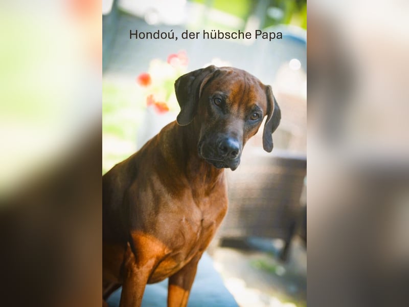 Rhodesian Ridgeback Welpen aus toller Verpaarung