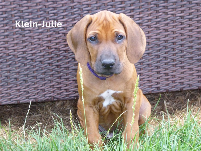 Rhodesian Ridgeback Welpen aus toller Verpaarung