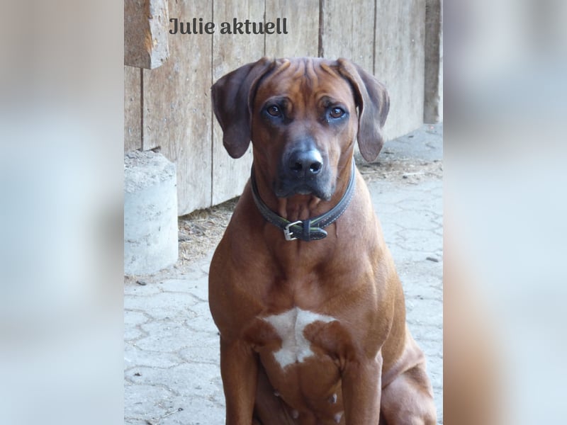 Rhodesian Ridgeback Welpen aus toller Verpaarung