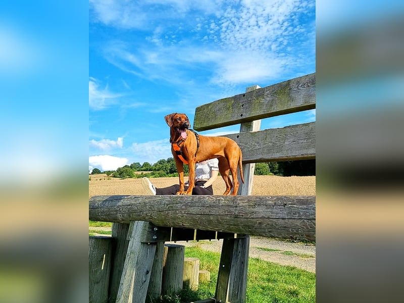 Rhodesian Ridgeback Welpen aus toller Verpaarung