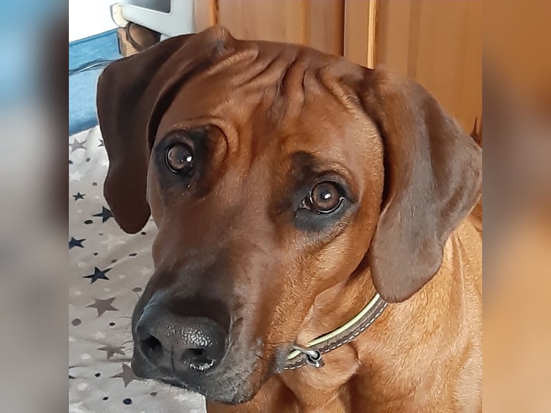 Rhodesian Ridgeback Welpen aus toller Verpaarung