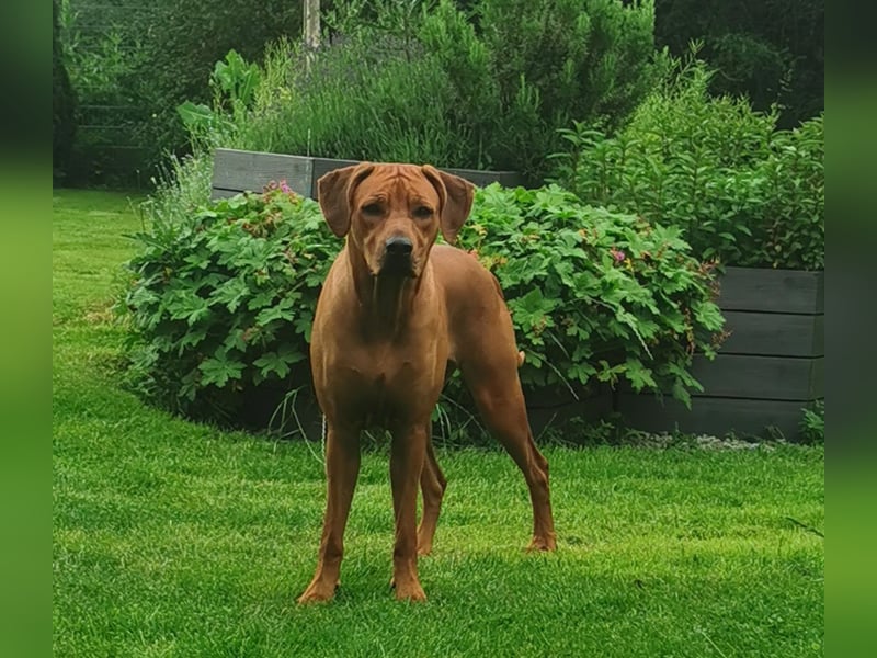 Rhodesian Ridgeback Welpen - Wurfplanung