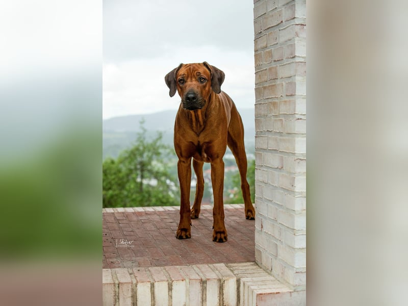 Rhodesian Ridgeback Welpen - Wurfplanung