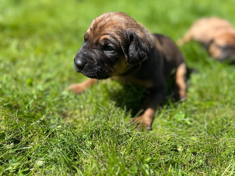 Rhodesian Ridgeback Welpen