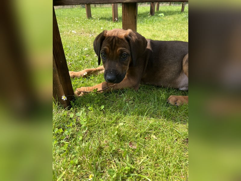 Rhodesian Ridgeback Welpen