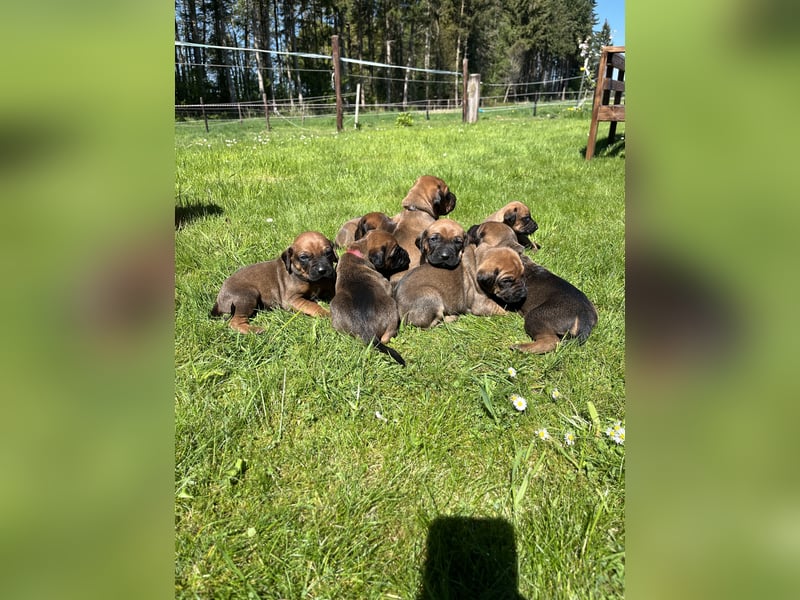 Rhodesian Ridgeback Welpen