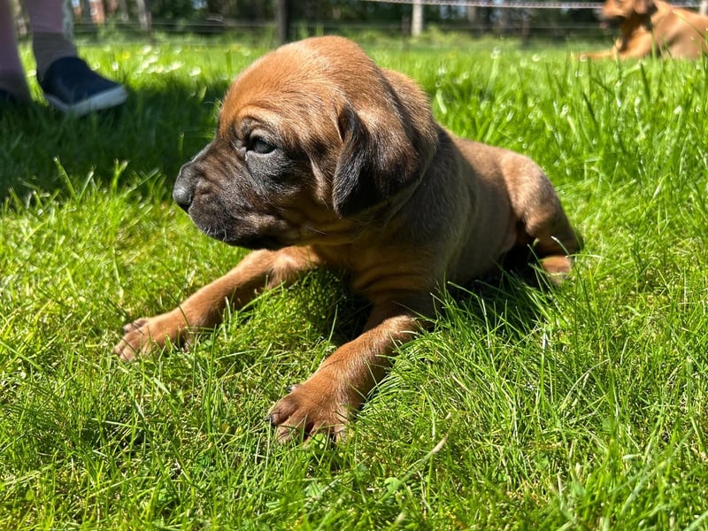 Rhodesian Ridgeback Welpen