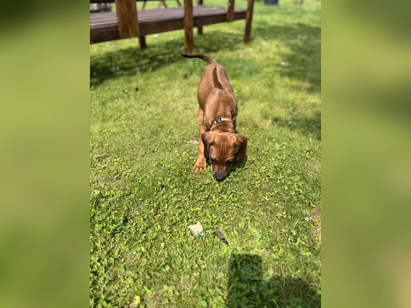 Rhodesian Ridgeback Welpen