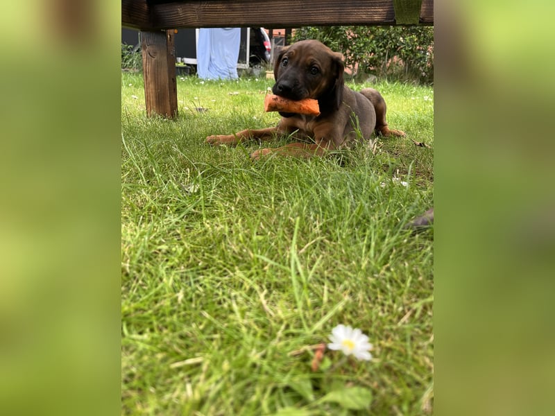 Rhodesian Ridgeback Welpen