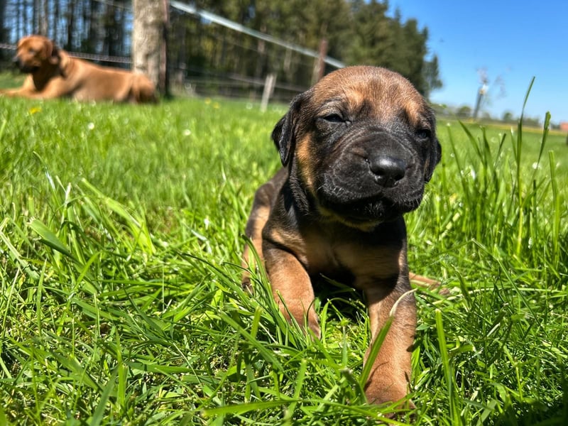 Rhodesian Ridgeback Welpen