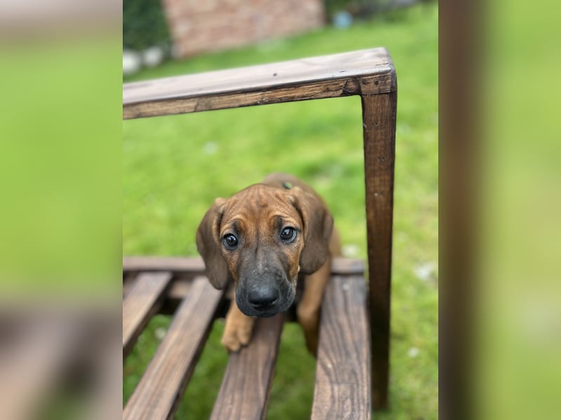 Rhodesian Ridgeback Welpen