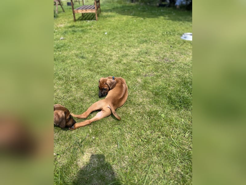 Rhodesian Ridgeback Welpen
