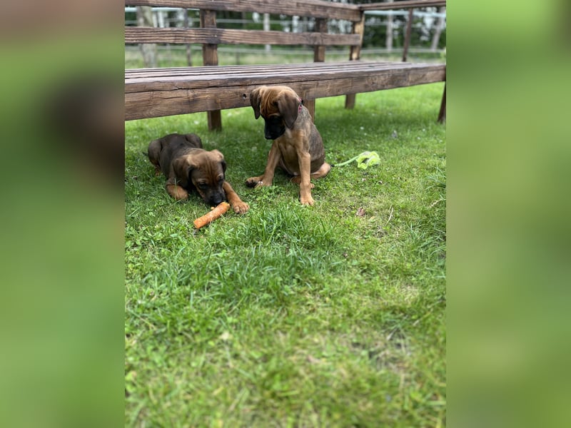 Rhodesian Ridgeback Welpen