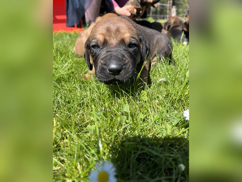 Rhodesian Ridgeback Welpen