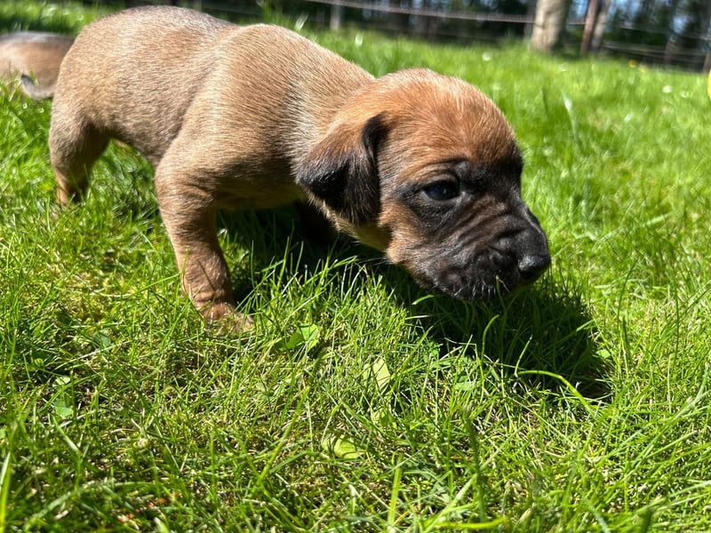 Rhodesian Ridgeback Welpen