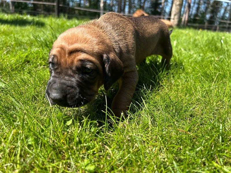 Rhodesian Ridgeback Welpen