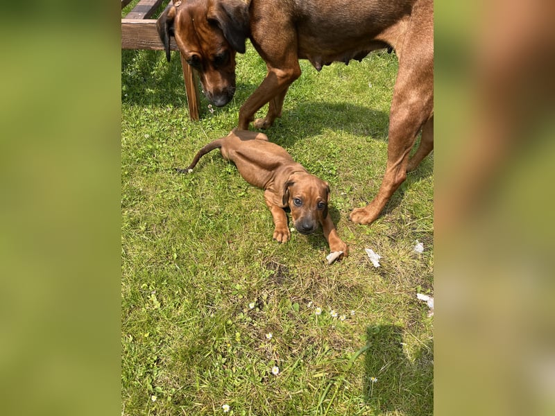 Rhodesian Ridgeback Welpen