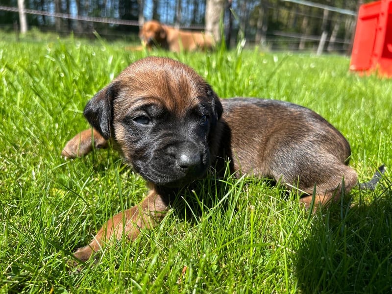 Rhodesian Ridgeback Welpen