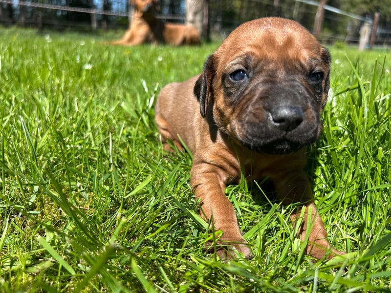 Rhodesian Ridgeback Welpen