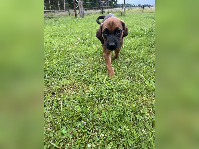 Rhodesian Ridgeback Welpen