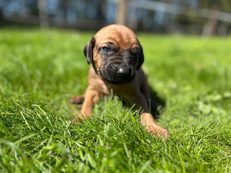 Rhodesian Ridgeback Welpen