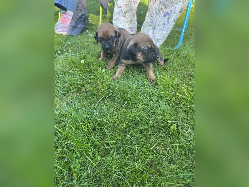 Rhodesian Ridgeback Welpen