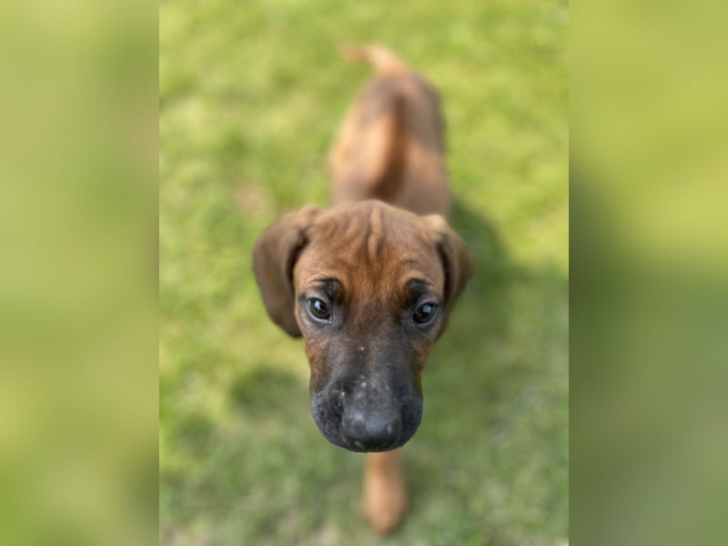 Rhodesian Ridgeback Welpen