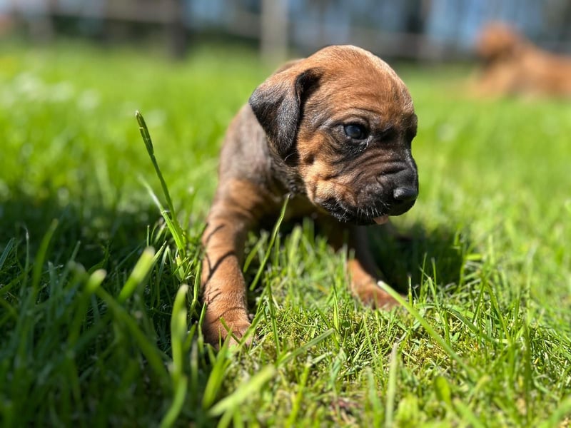 Rhodesian Ridgeback Welpen