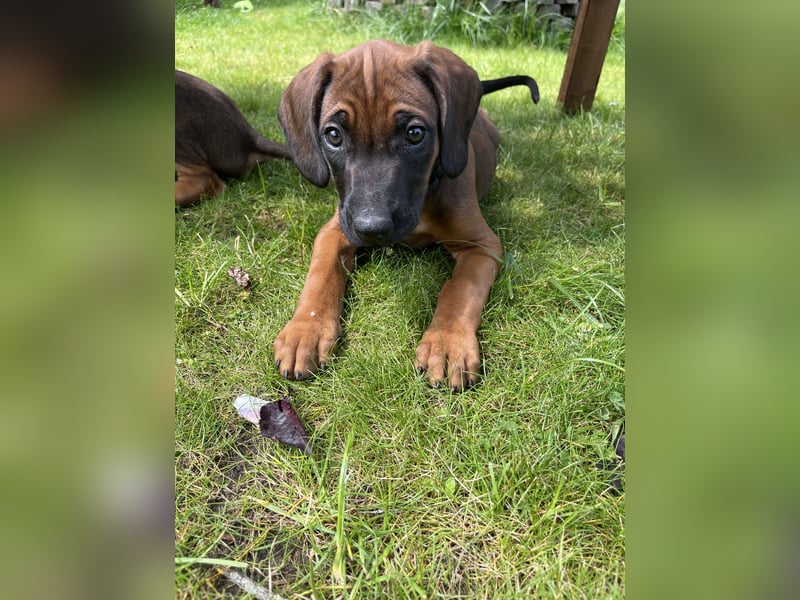 Rhodesian Ridgeback Welpen