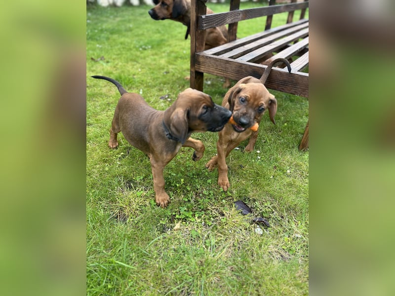 Rhodesian Ridgeback Welpen