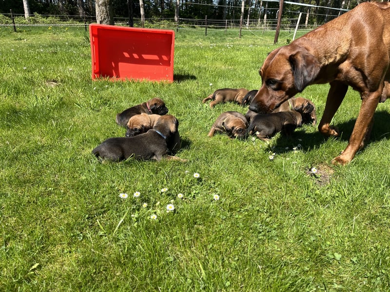 Rhodesian Ridgeback Welpen