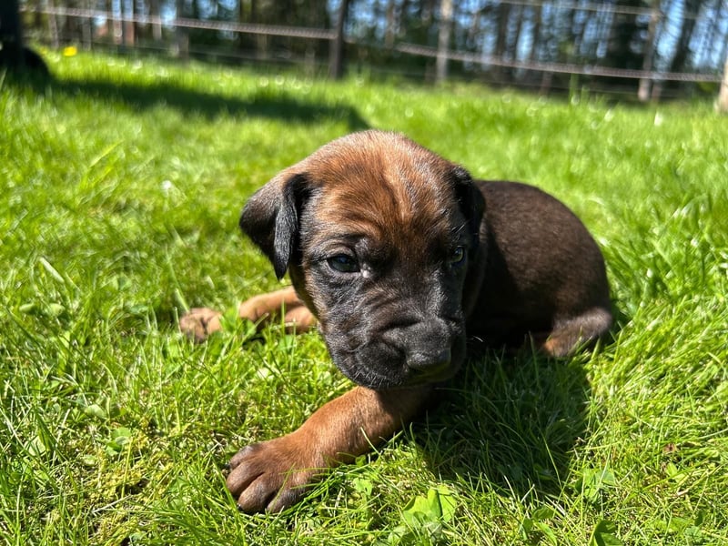 Rhodesian Ridgeback Welpen