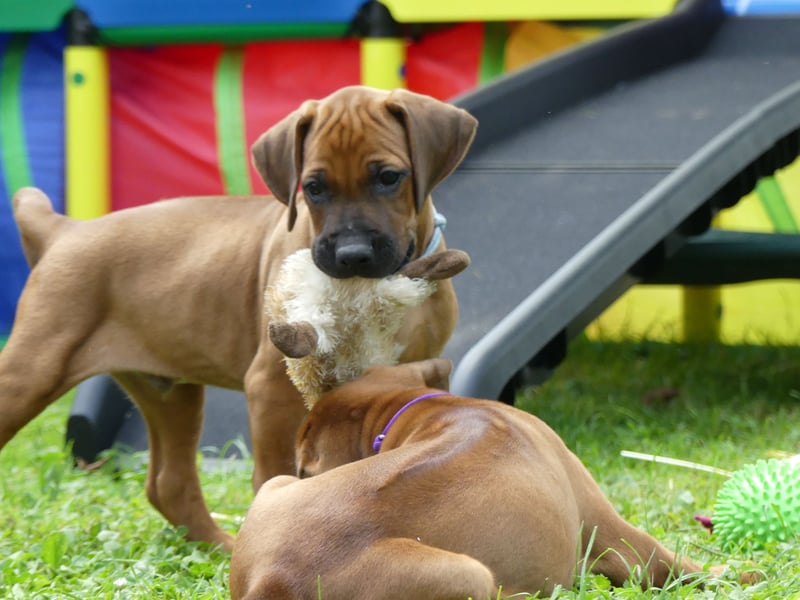 Rhodesian Ridgback African SAI`S Clan Dimond Litter