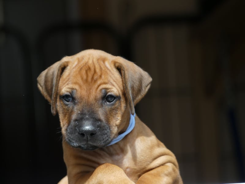 Rhodesian Ridgback African SAI`S Clan Dimond Litter