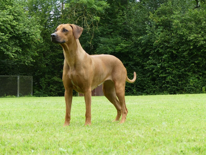 Rhodesian Ridgback African SAI`S Clan Dimond Litter